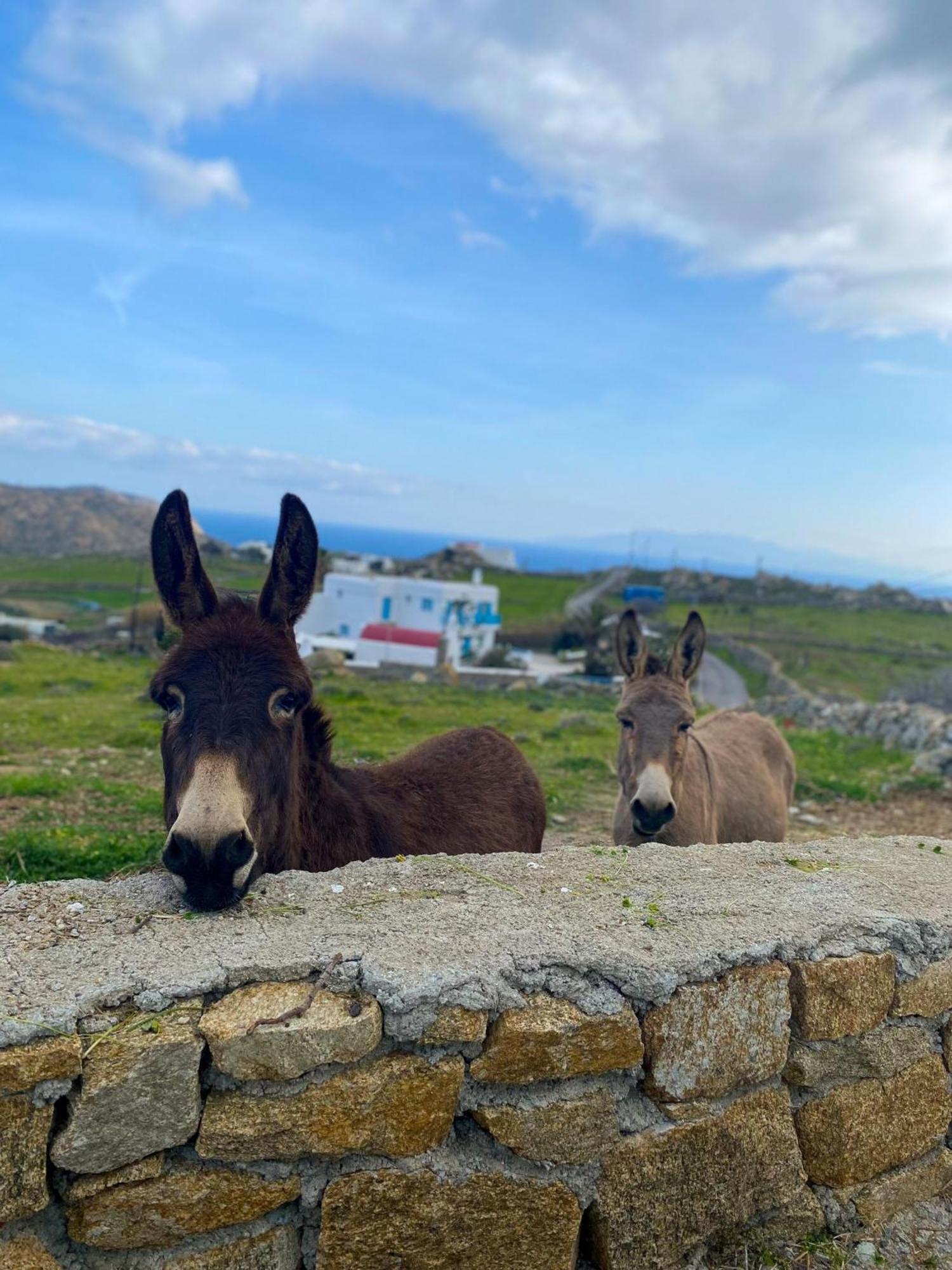 Naira Family Suites Mykonos Mykonos Town Eksteriør bilde