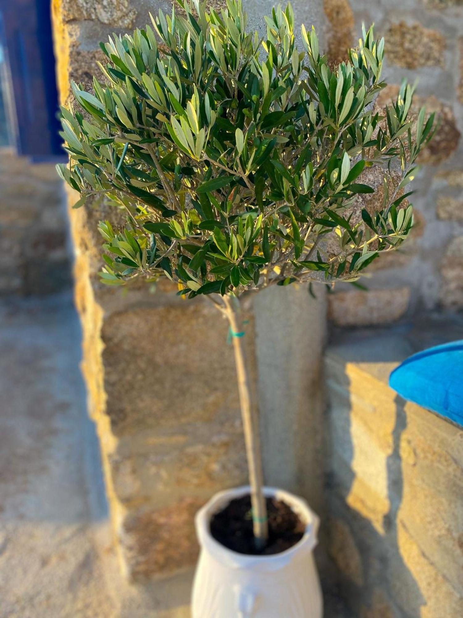 Naira Family Suites Mykonos Mykonos Town Eksteriør bilde