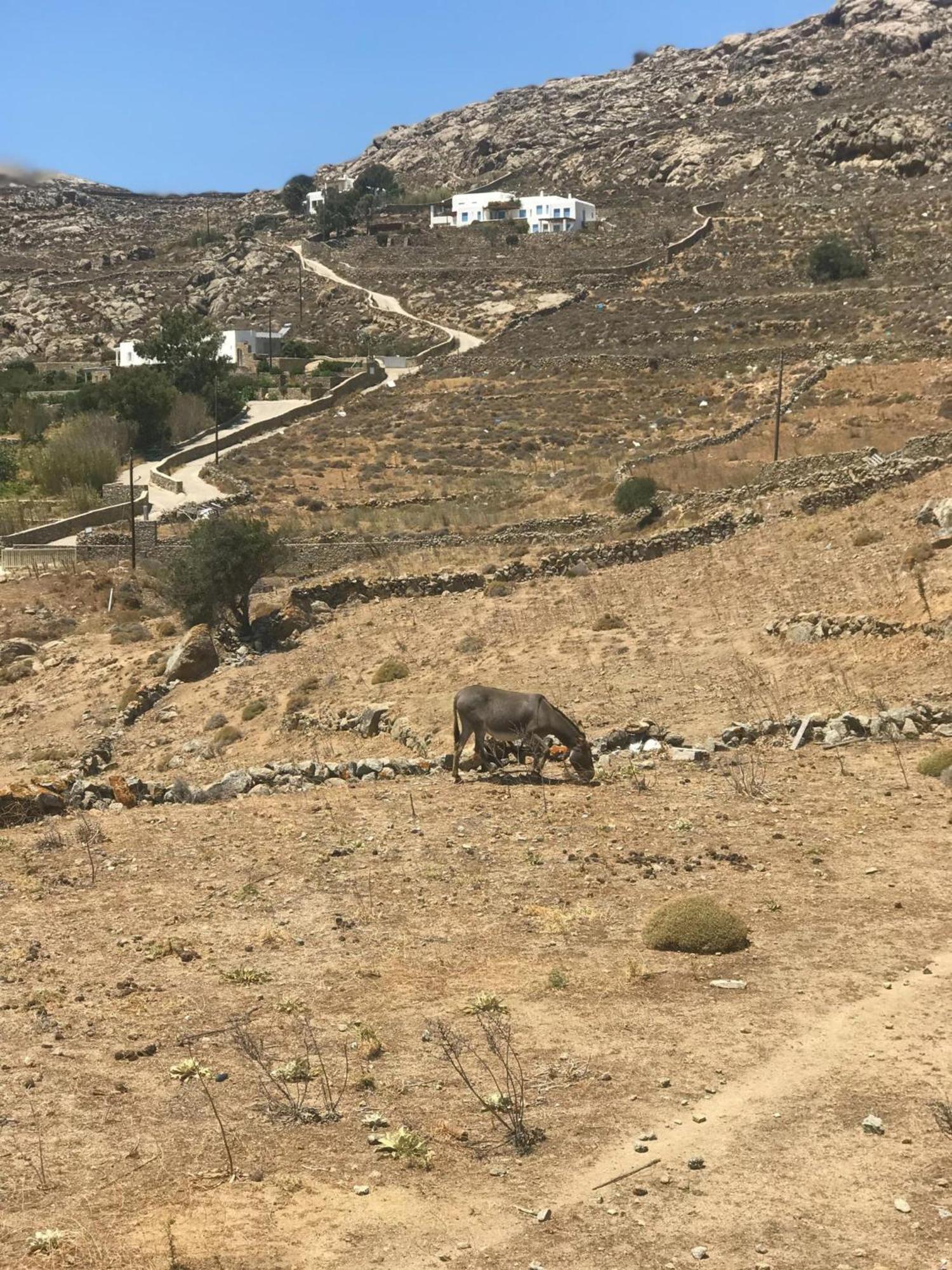 Naira Family Suites Mykonos Mykonos Town Eksteriør bilde